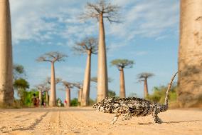 Panther chameleon in the most famous baobab alley in Madagascar