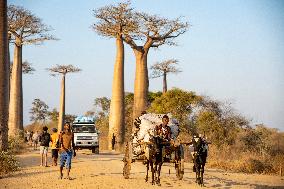 aborigine in the most famous baobab alley in Madagascar