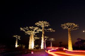 the most famous baobab alley in Madagascar in the night