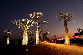 the most famous baobab alley in Madagascar in the night