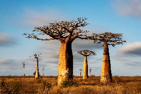 the most famous baobab alley in Madagascar