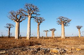 the most famous baobab alley in Madagascar