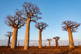 the most famous baobab alley in Madagascar