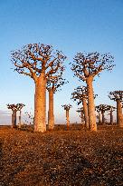 the most famous baobab alley in Madagascar