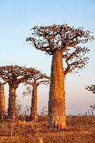 the most famous baobab alley in Madagascar
