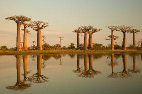 the most famous baobab alley in Madagascar