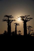 sunset at the most famous baobab alley in Madagascar in the night