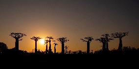 sunset at the most famous baobab alley in Madagascar in the night