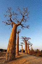 the most famous baobab alley in Madagascar