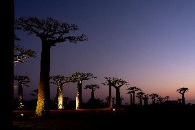 sunrise at the most famous baobab alley in Madagascar in the night