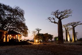 sunrise at the most famous baobab alley in Madagascar in the night