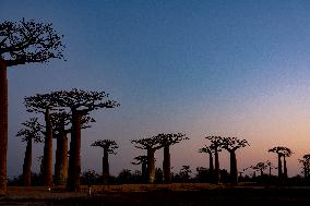 sunrise at the most famous baobab alley in Madagascar in the night