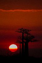 sunrise at the most famous baobab alley in Madagascar in the night