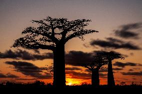 sunset at the most famous baobab alley in Madagascar in the night