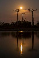 sunrise at the most famous baobab alley in Madagascar in the night