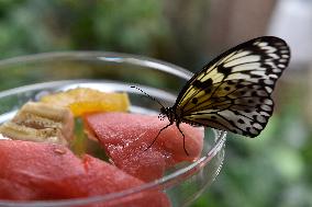 butterfly Idea leuconoe