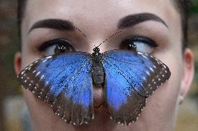 iridescent tropical butterfly Morpho peleides