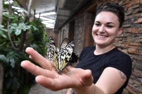 butterfly Idea leuconoe