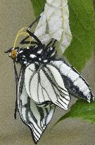 Butterfly designated as invasive alien species