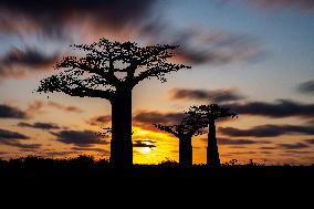 sunset at the most famous baobab alley in Madagascar in the night