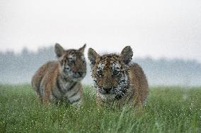 young siberian/bengal tiger,  (Panthera tigris altaica)