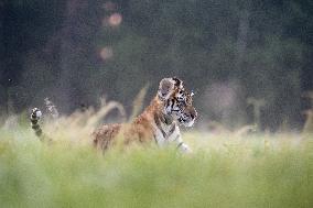 young siberian/bengal tiger,  (Panthera tigris altaica)