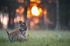 young siberian/bengal tiger,  (Panthera tigris altaica)