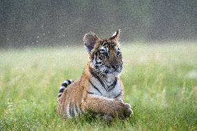 young siberian/bengal tiger,  (Panthera tigris altaica)