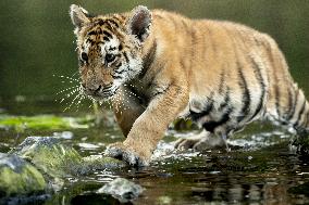 young siberian/bengal tiger,  (Panthera tigris altaica)