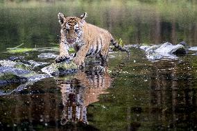 young siberian/bengal tiger,  (Panthera tigris altaica)