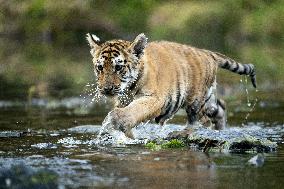 young siberian/bengal tiger,  (Panthera tigris altaica)