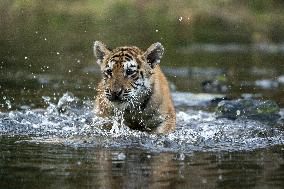 young siberian/bengal tiger,  (Panthera tigris altaica)