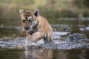 young siberian/bengal tiger,  (Panthera tigris altaica)