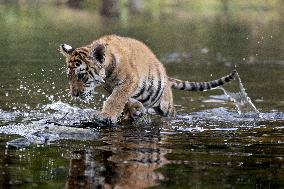 young siberian/bengal tiger,  (Panthera tigris altaica)