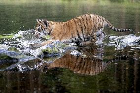 young siberian/bengal tiger,  (Panthera tigris altaica)