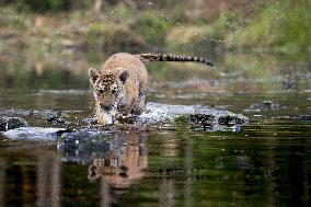 young siberian/bengal tiger,  (Panthera tigris altaica)