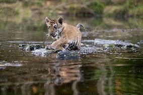 young siberian/bengal tiger,  (Panthera tigris altaica)