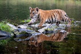 young siberian/bengal tiger,  (Panthera tigris altaica)