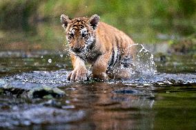 young siberian/bengal tiger,  (Panthera tigris altaica)