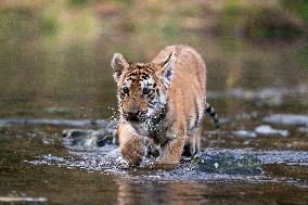 young siberian/bengal tiger,  (Panthera tigris altaica)