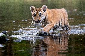 young siberian/bengal tiger,  (Panthera tigris altaica)