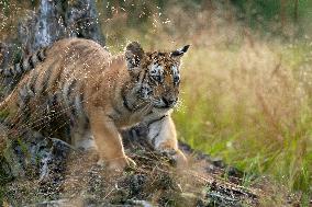 young siberian/bengal tiger,  (Panthera tigris altaica)