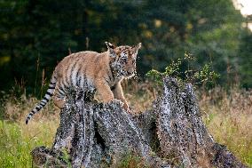 young siberian/bengal tiger,  (Panthera tigris altaica)