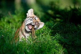 young siberian/bengal tiger,  (Panthera tigris altaica)