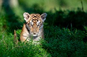 young siberian/bengal tiger,  (Panthera tigris altaica)