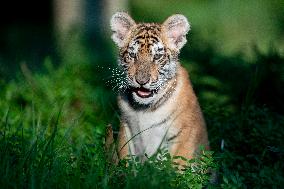 young siberian/bengal tiger,  (Panthera tigris altaica)