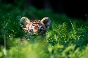 young siberian/bengal tiger,  (Panthera tigris altaica)