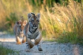 young siberian/bengal tiger,  (Panthera tigris altaica)