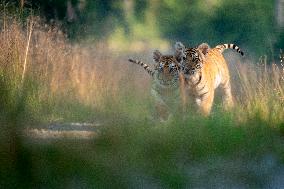 young siberian/bengal tiger,  (Panthera tigris altaica)