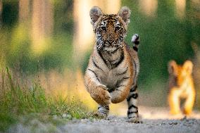 young siberian/bengal tiger,  (Panthera tigris altaica)
